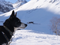 chien-traineau-vercors-musher-alaskan-husky